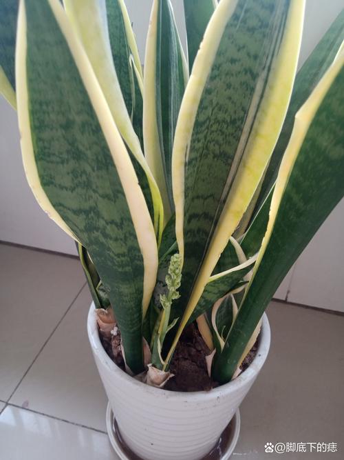 怎样促使虎皮兰冒新芽？怎么让虎皮兰长根？-第3张图片-优品飞百科