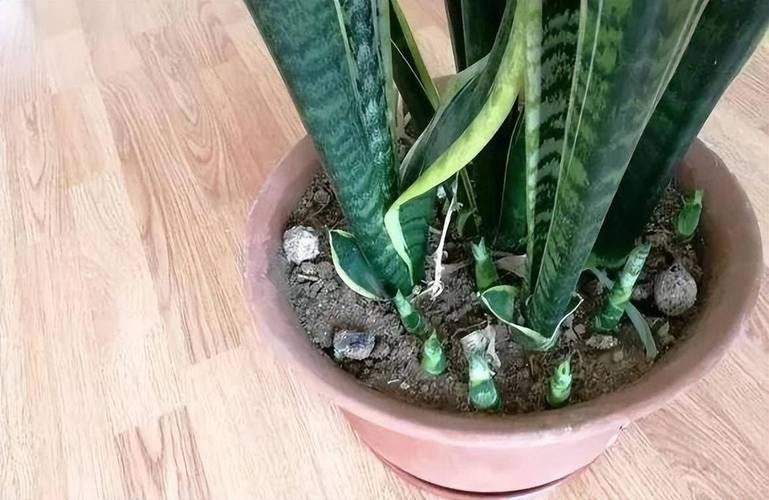 怎样促使虎皮兰冒新芽？怎么让虎皮兰长根？-第4张图片-优品飞百科