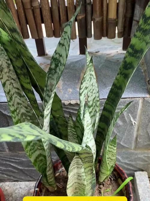 怎样促使虎皮兰冒新芽？怎么让虎皮兰长根？-第5张图片-优品飞百科