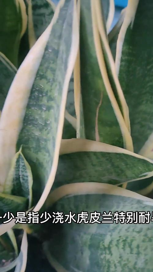 怎样促使虎皮兰冒新芽？怎么让虎皮兰长根？-第6张图片-优品飞百科