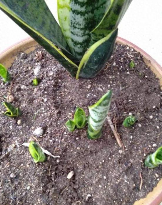 怎样促使虎皮兰冒新芽？怎么让虎皮兰长根？-第8张图片-优品飞百科