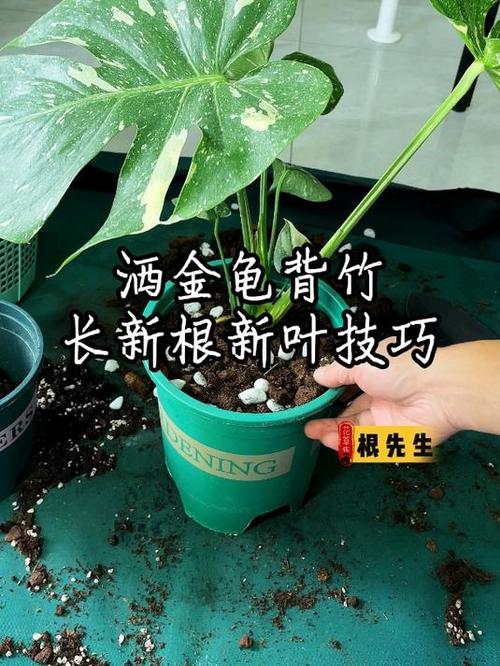怎样促使虎皮兰冒新芽？怎么让虎皮兰长根？-第7张图片-优品飞百科