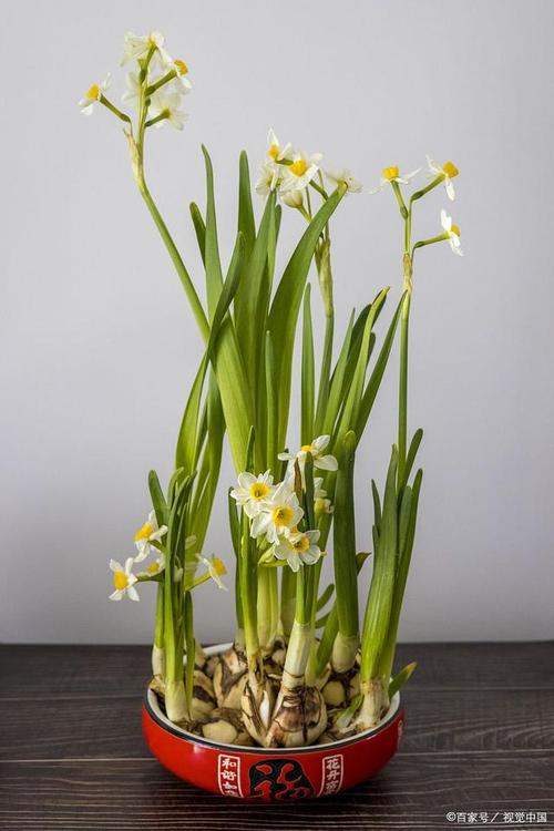 “水仙花”还能定时开花？水仙花还能再开吗？