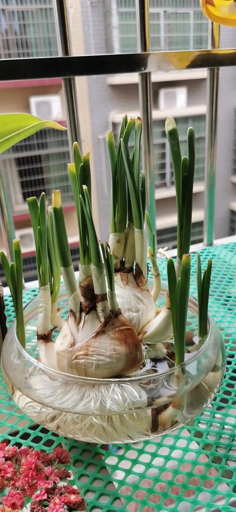 “水仙花”还能定时开花？水仙花还能再开吗？-第2张图片-优品飞百科