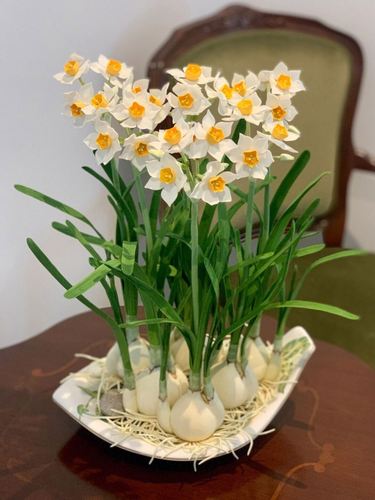 “水仙花”还能定时开花？水仙花还能再开吗？-第3张图片-优品飞百科