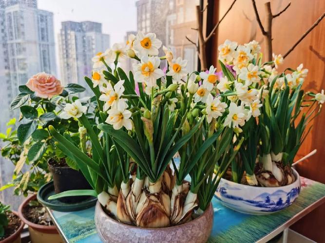 “水仙花”还能定时开花？水仙花还能再开吗？-第4张图片-优品飞百科
