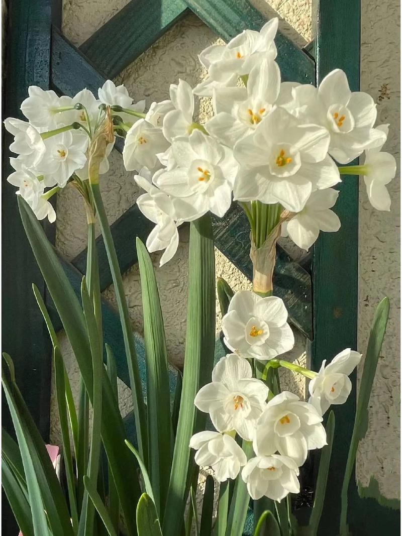 “水仙花”还能定时开花？水仙花还能再开吗？-第6张图片-优品飞百科