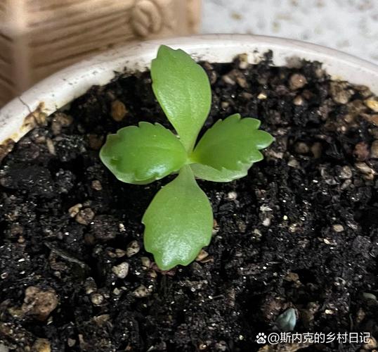 落地生根怎么摘心，落地生根怎么摘心比较好？