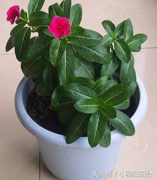 落地生根怎么摘心，落地生根怎么摘心比较好？-第3张图片-优品飞百科