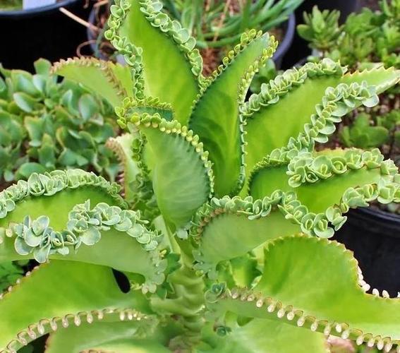 落地生根怎么摘心，落地生根怎么摘心比较好？-第4张图片-优品飞百科