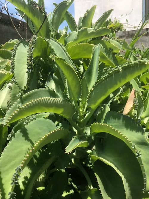 落地生根怎么摘心，落地生根怎么摘心比较好？-第5张图片-优品飞百科