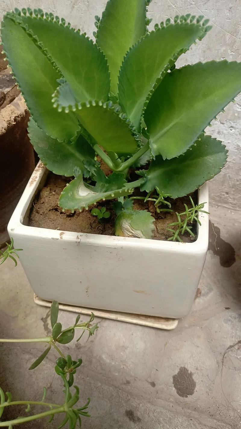 落地生根怎么摘心，落地生根怎么摘心比较好？-第6张图片-优品飞百科