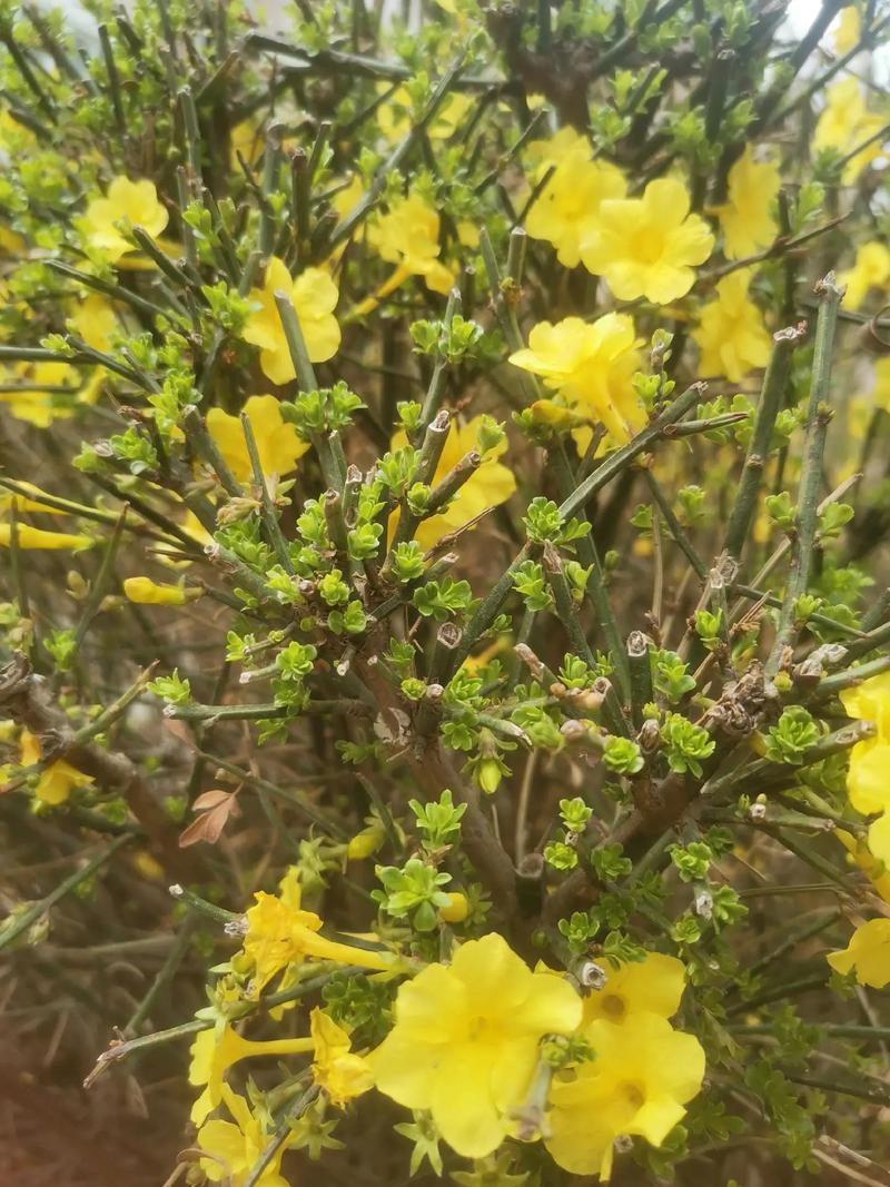 迎春花开完后怎么办，开完花的迎春花就要修剪吗？