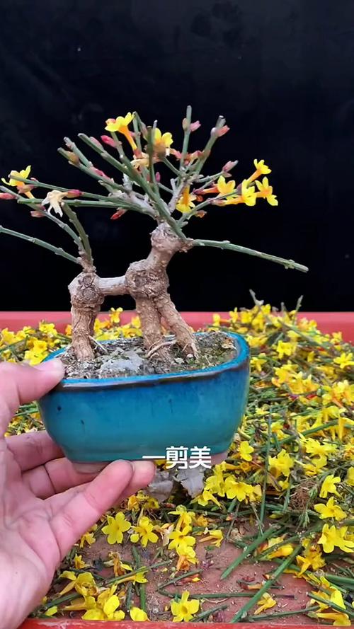 迎春花开完后怎么办，开完花的迎春花就要修剪吗？-第2张图片-优品飞百科