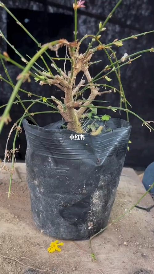 迎春花开完后怎么办，开完花的迎春花就要修剪吗？-第3张图片-优品飞百科