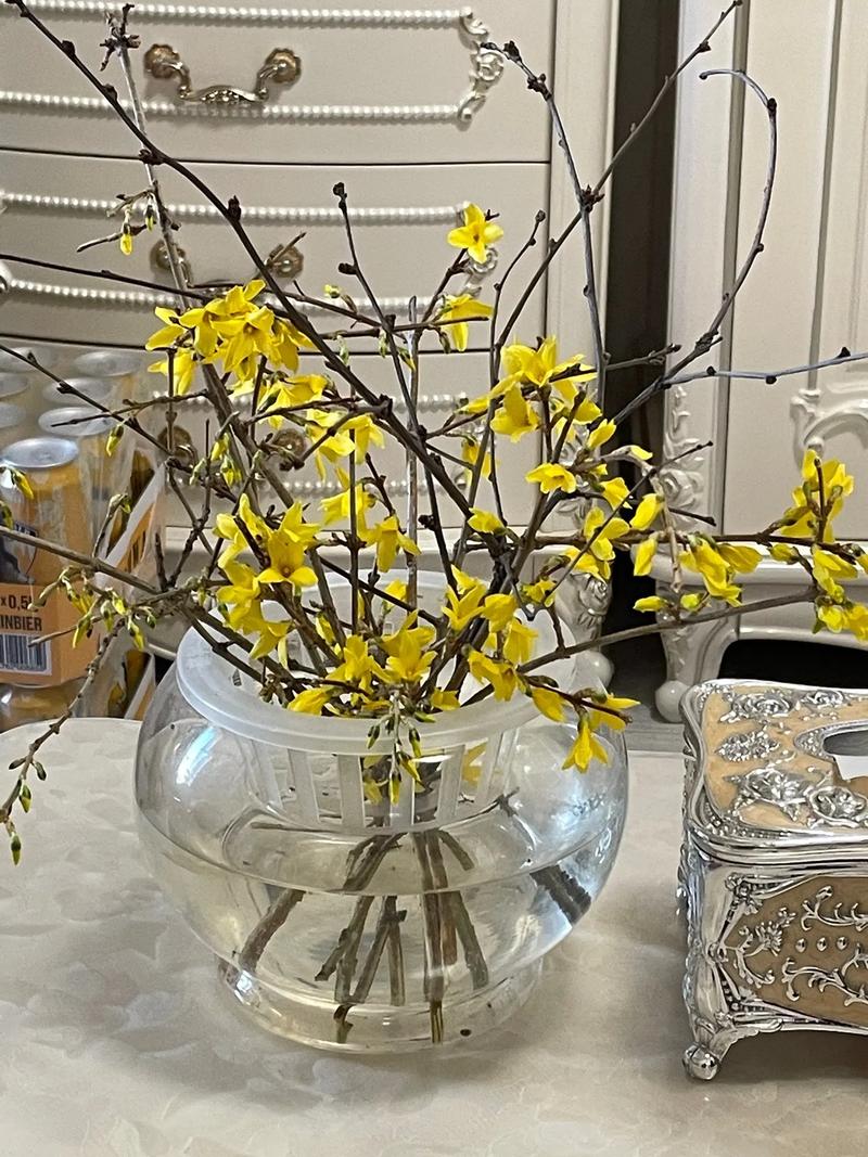 迎春花开完后怎么办，开完花的迎春花就要修剪吗？-第4张图片-优品飞百科