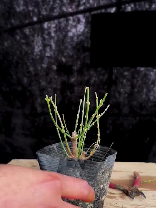 迎春花开完后怎么办，开完花的迎春花就要修剪吗？-第5张图片-优品飞百科