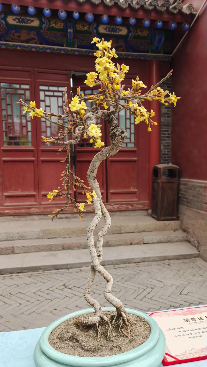 迎春花开完后怎么办，开完花的迎春花就要修剪吗？-第6张图片-优品飞百科