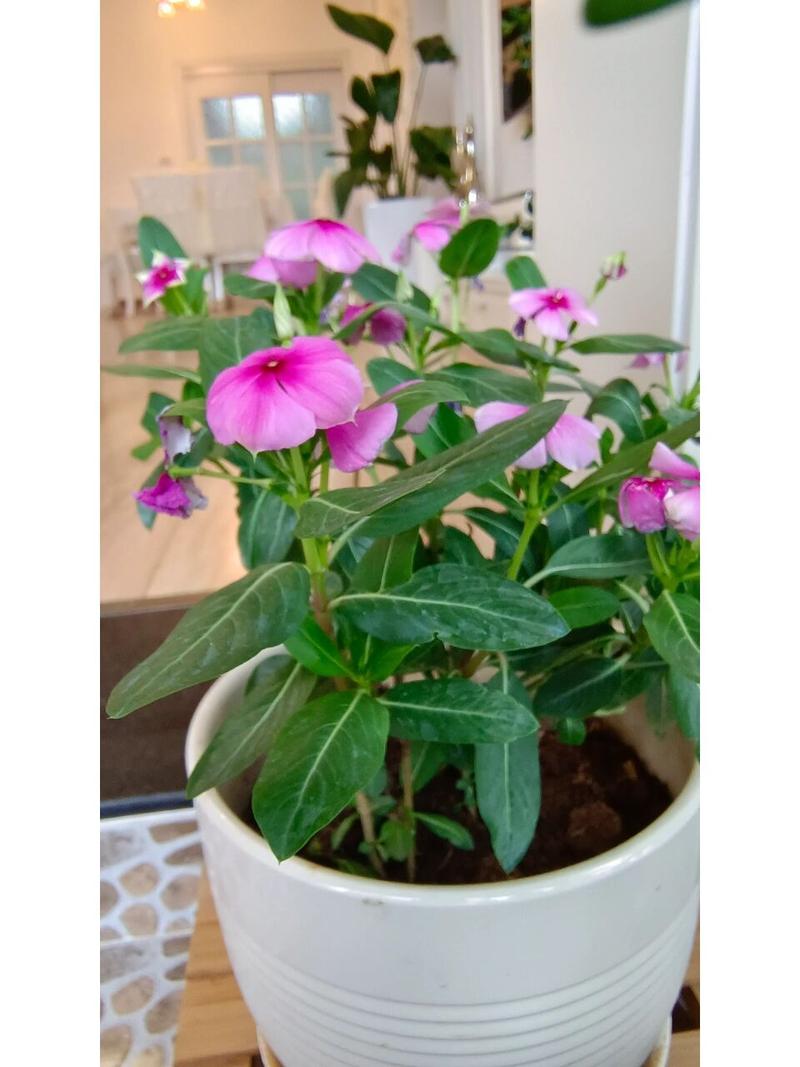 长春花的养殖方法，长春花的养殖方法和注意事项？