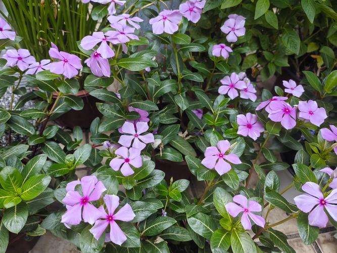 长春花的养殖方法，长春花的养殖方法和注意事项？-第2张图片-优品飞百科