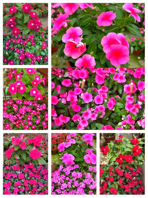 长春花的养殖方法，长春花的养殖方法和注意事项？-第3张图片-优品飞百科