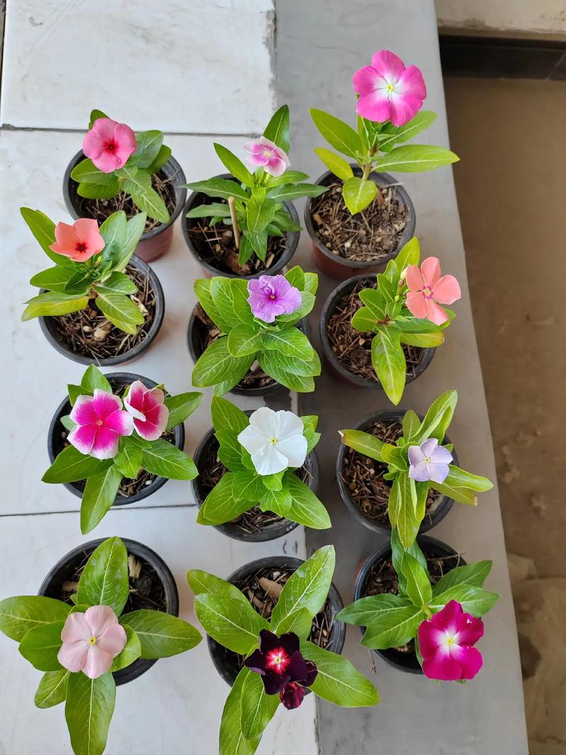 长春花的养殖方法，长春花的养殖方法和注意事项？-第4张图片-优品飞百科