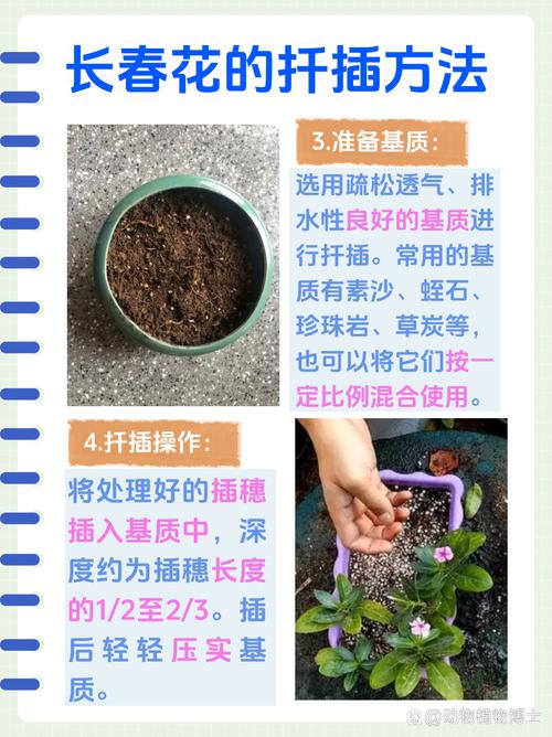 长春花的养殖方法，长春花的养殖方法和注意事项？-第6张图片-优品飞百科