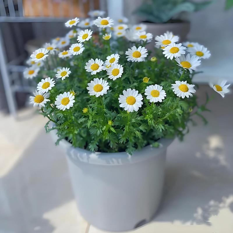 雏菊盆栽多少天浇一次水？雏菊盆栽多少天浇一次水好？