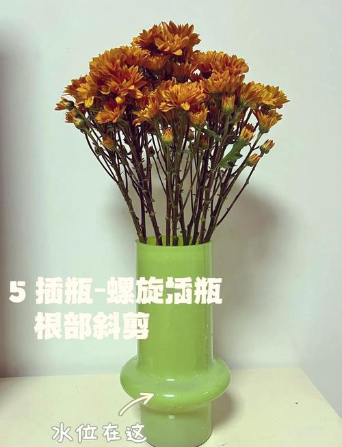 雏菊盆栽多少天浇一次水？雏菊盆栽多少天浇一次水好？-第3张图片-优品飞百科