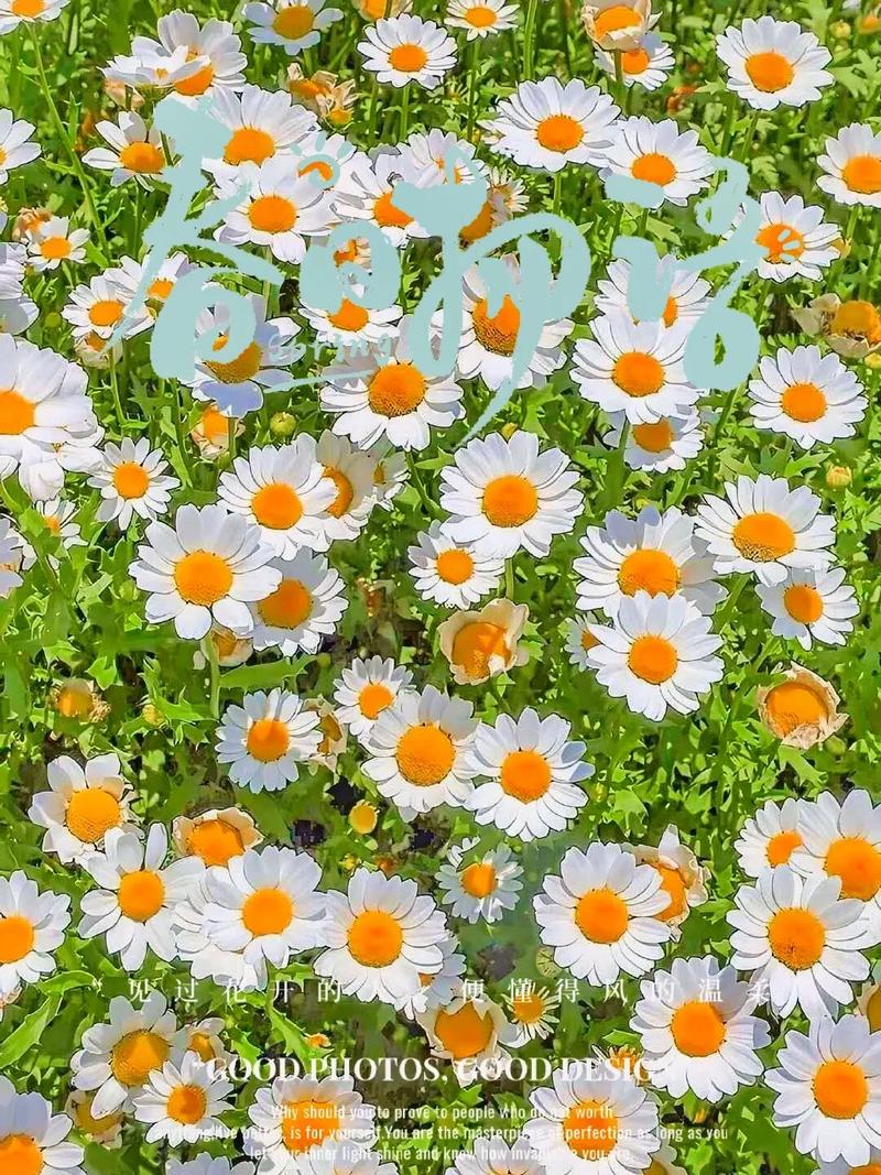 雏菊盆栽多少天浇一次水？雏菊盆栽多少天浇一次水好？-第4张图片-优品飞百科