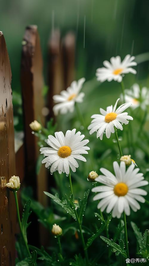 雏菊盆栽多少天浇一次水？雏菊盆栽多少天浇一次水好？-第6张图片-优品飞百科