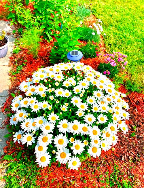 雏菊盆栽多少天浇一次水？雏菊盆栽多少天浇一次水好？-第5张图片-优品飞百科