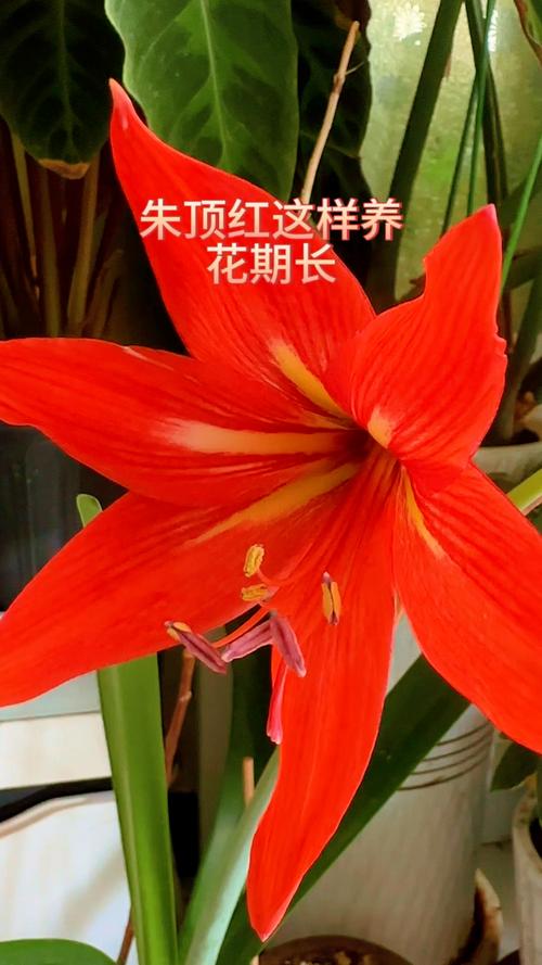 朱顶红的花期怎么延长，怎样让朱顶红来年开花？