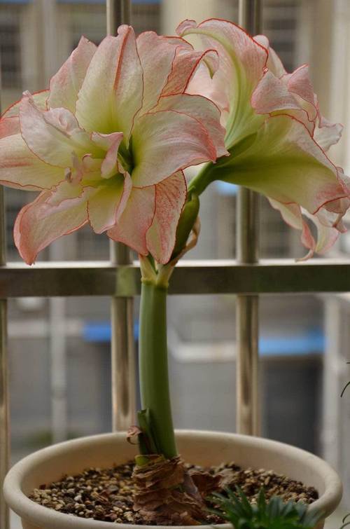 朱顶红的花期怎么延长，怎样让朱顶红来年开花？-第2张图片-优品飞百科