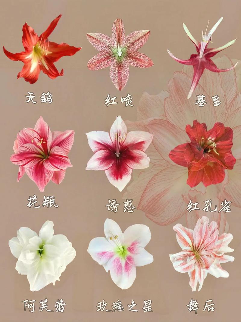 朱顶红的花期怎么延长，怎样让朱顶红来年开花？-第4张图片-优品飞百科