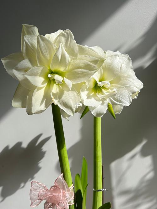 朱顶红的花期怎么延长，怎样让朱顶红来年开花？-第5张图片-优品飞百科