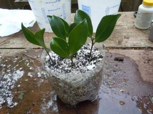 山茶花怎么繁殖，山茶花怎么繁殖扦插？