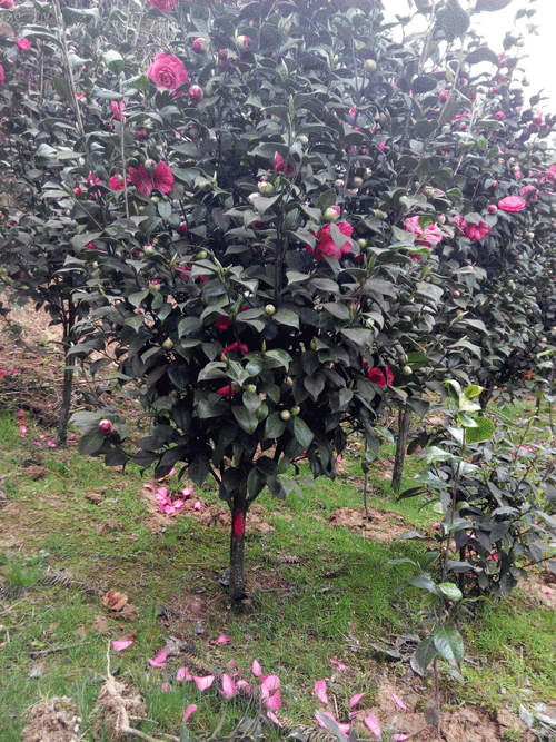 山茶花怎么繁殖，山茶花怎么繁殖扦插？-第2张图片-优品飞百科