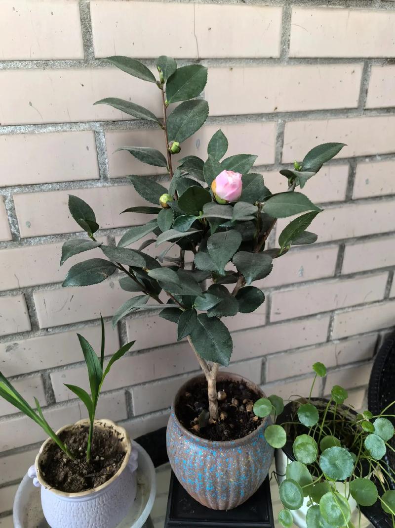 山茶花怎么繁殖，山茶花怎么繁殖扦插？-第3张图片-优品飞百科