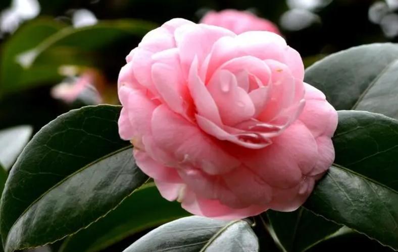 山茶花怎么繁殖，山茶花怎么繁殖扦插？-第6张图片-优品飞百科