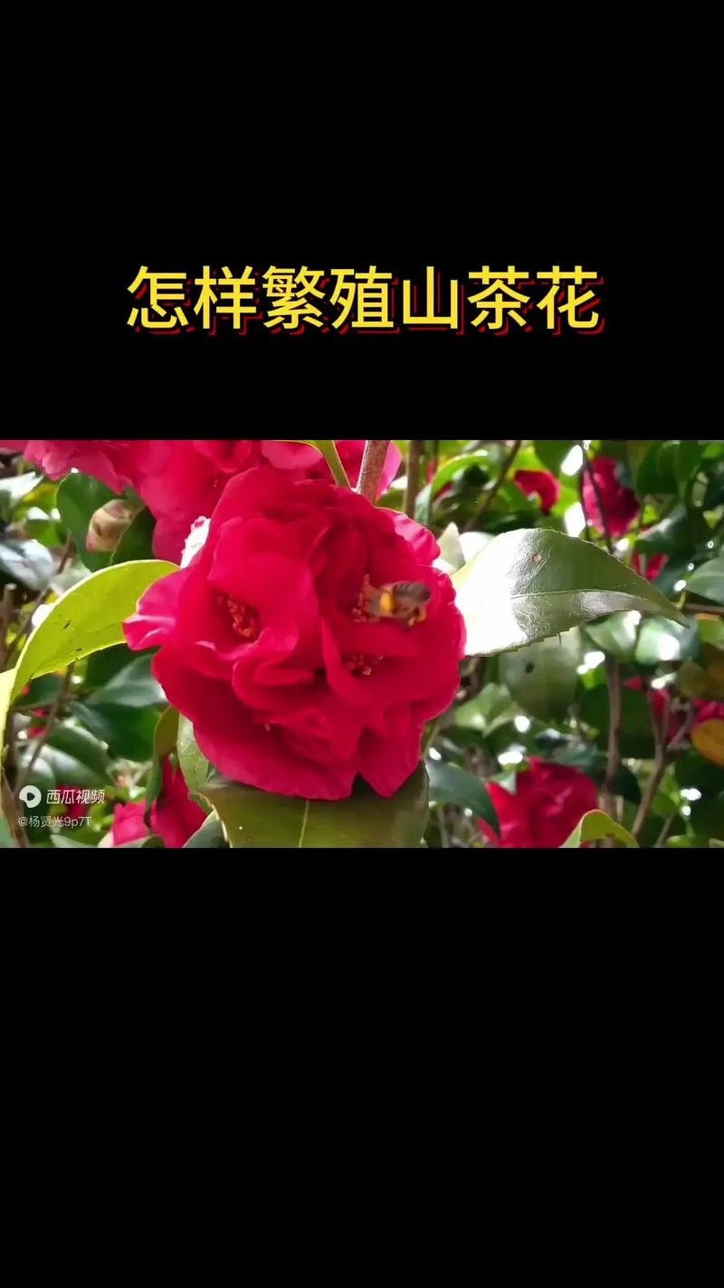 山茶花怎么繁殖，山茶花怎么繁殖扦插？-第7张图片-优品飞百科