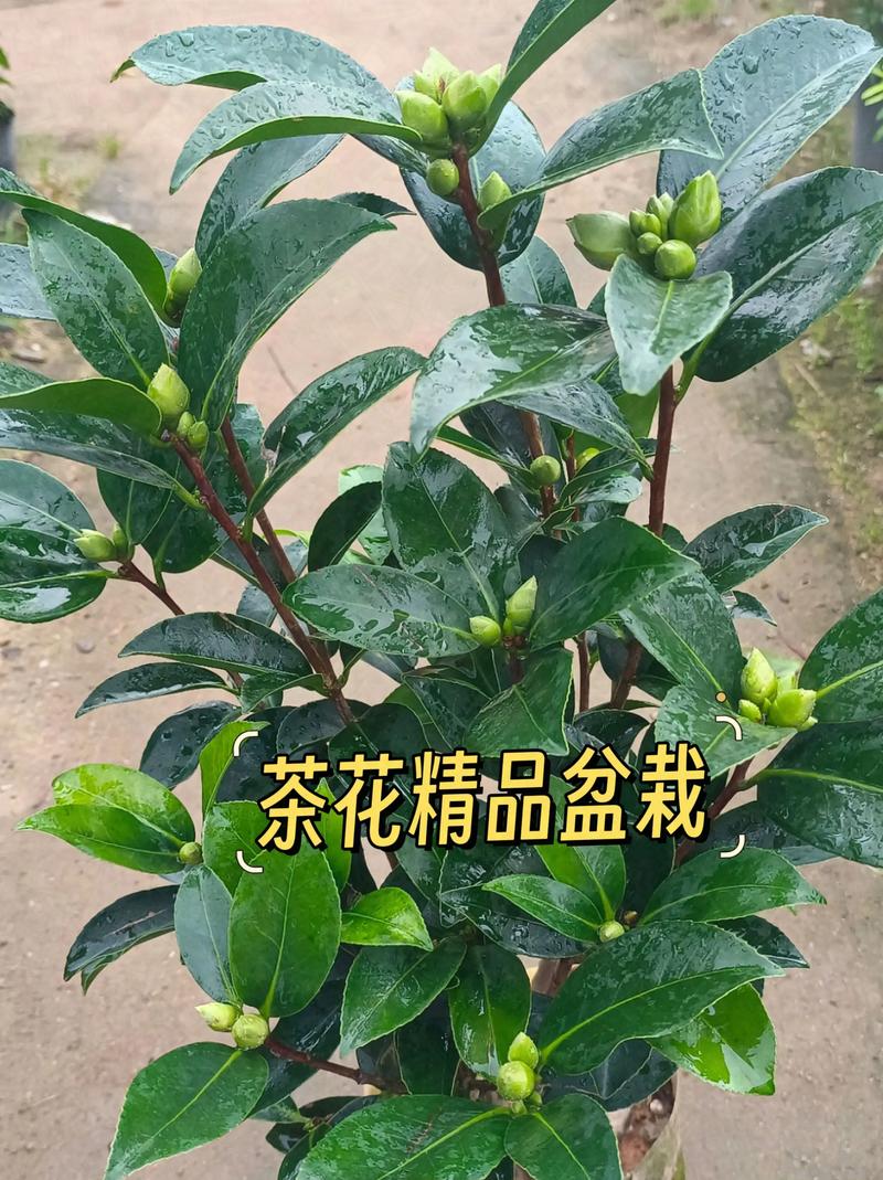 山茶花怎么繁殖，山茶花怎么繁殖扦插？-第8张图片-优品飞百科