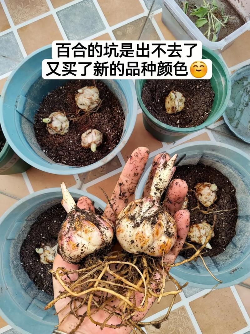 百合种球怎么水培？百合种球水培的养殖方法？