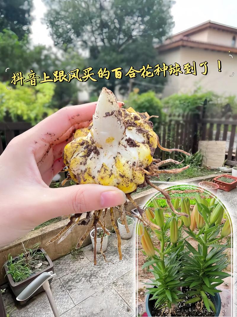 百合种球怎么水培？百合种球水培的养殖方法？-第2张图片-优品飞百科