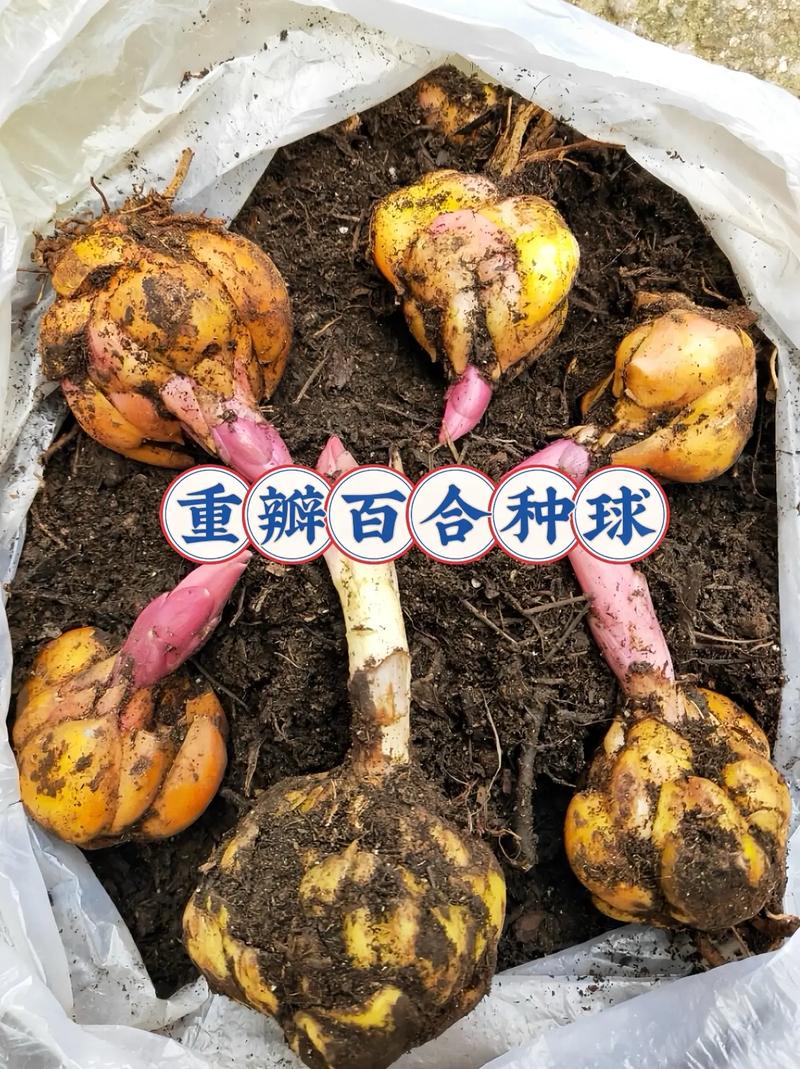 百合种球怎么水培？百合种球水培的养殖方法？-第3张图片-优品飞百科