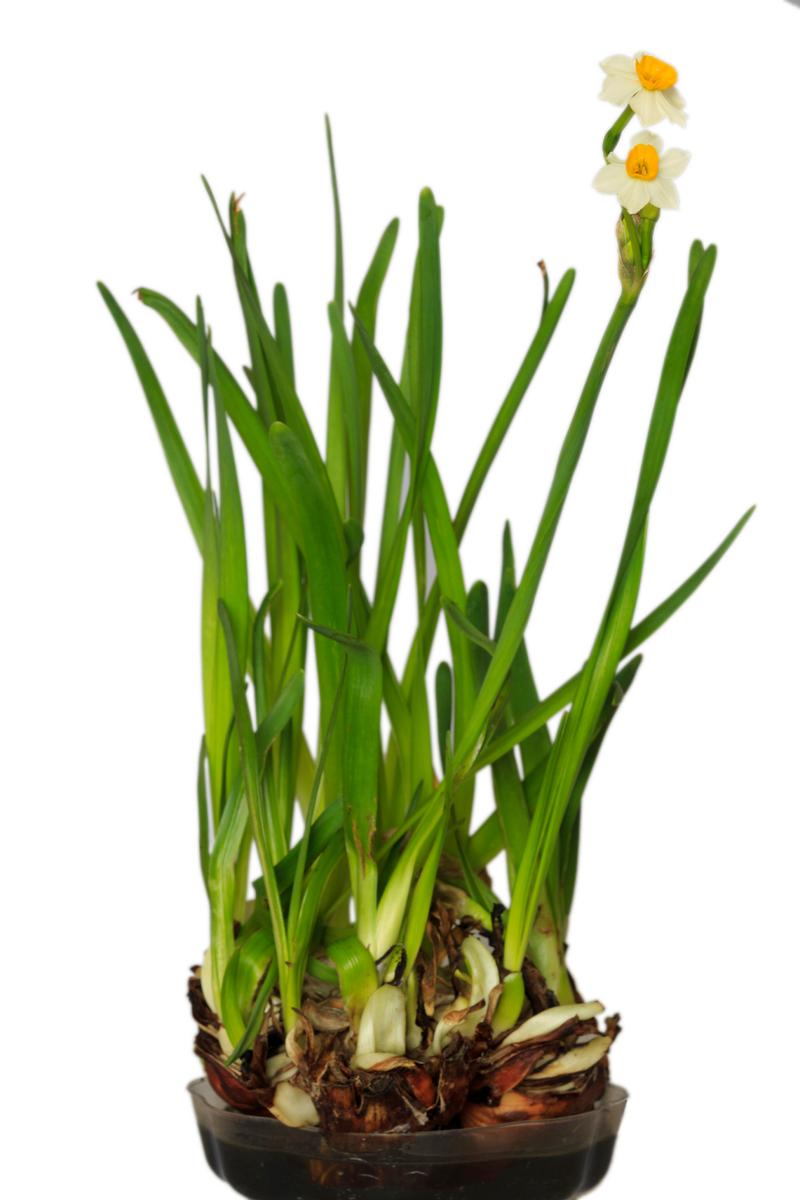 百合种球怎么水培？百合种球水培的养殖方法？-第4张图片-优品飞百科