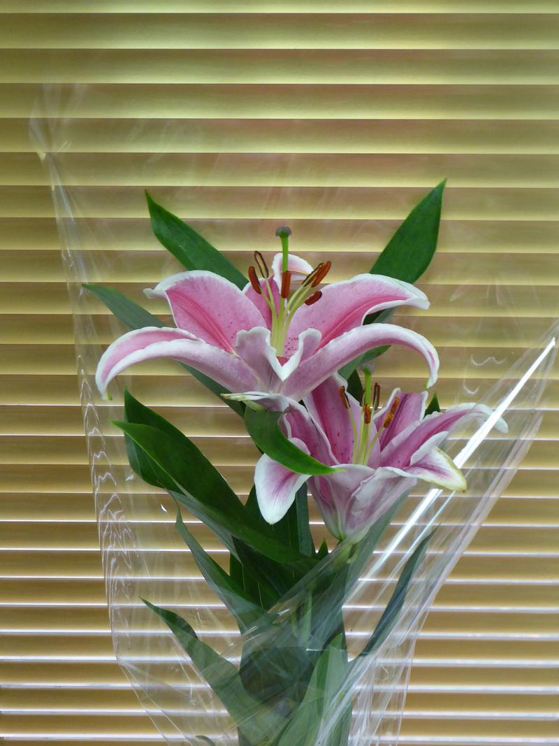 百合种球怎么水培？百合种球水培的养殖方法？-第5张图片-优品飞百科