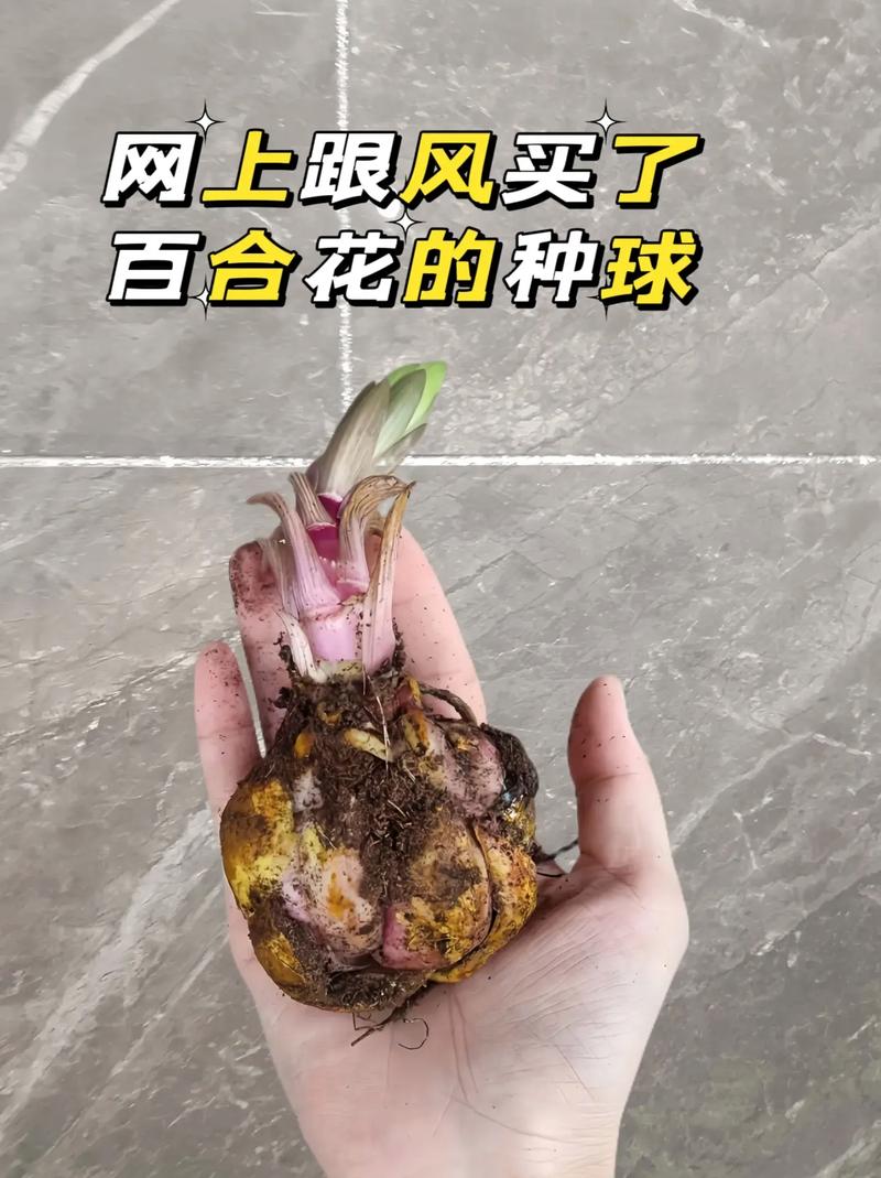 百合种球怎么水培？百合种球水培的养殖方法？-第7张图片-优品飞百科