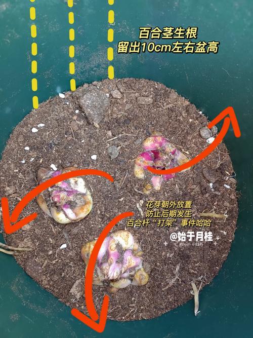 百合种球怎么水培？百合种球水培的养殖方法？-第8张图片-优品飞百科