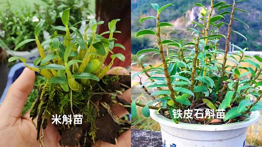 水养铁皮石斛能成活吗？铁皮石斛用水能养活吗？